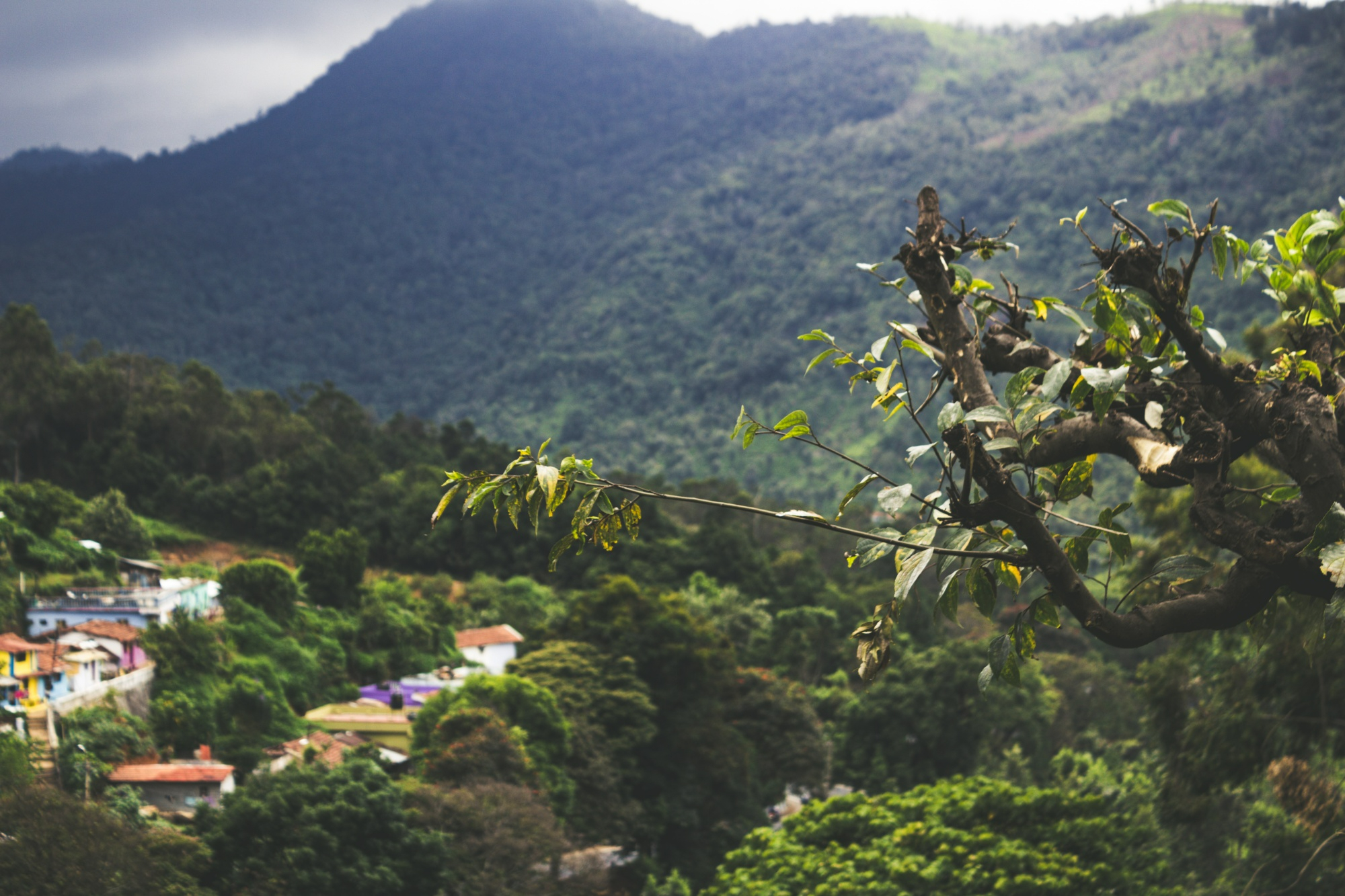 Embu guaçu